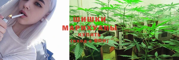 индика Белокуриха